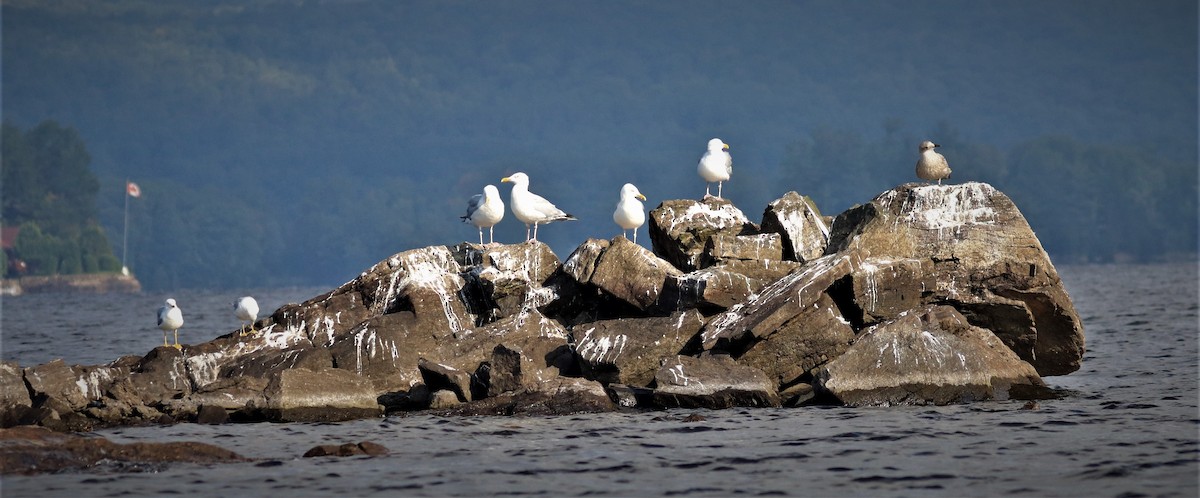 Ring-billed Gull - ML604595121