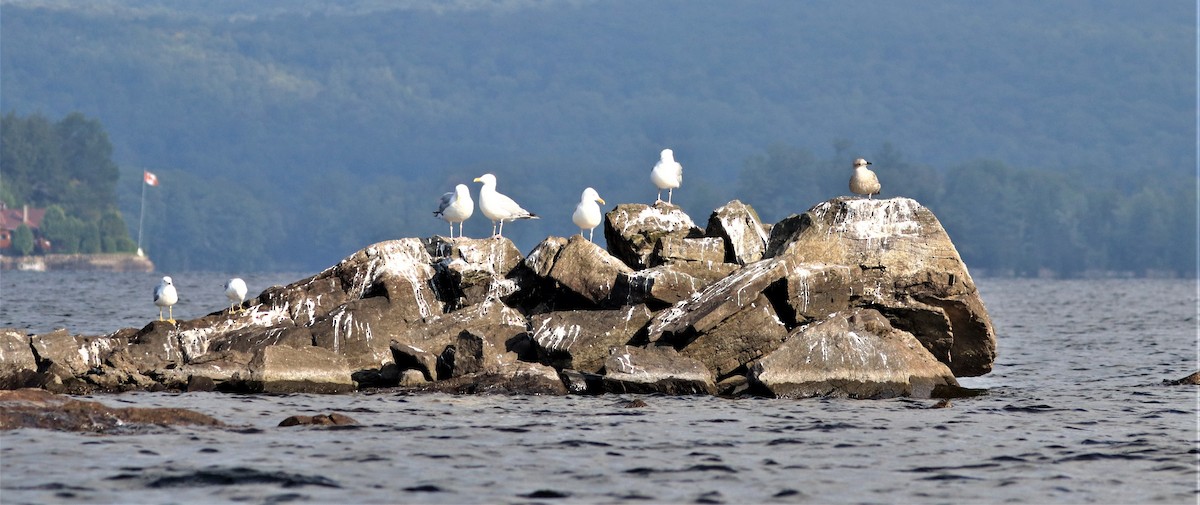 Herring Gull - ML604595191