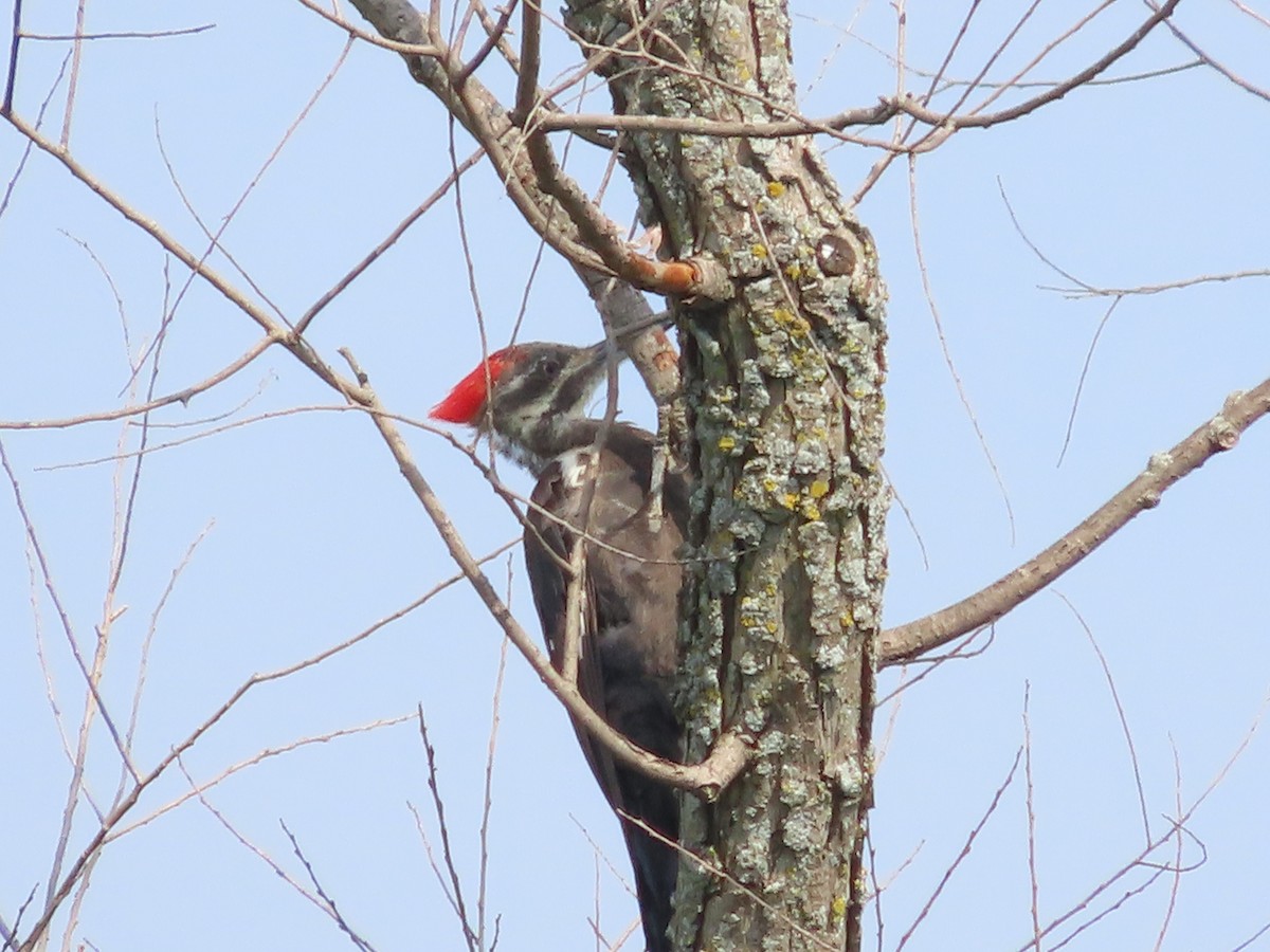 Pileated Woodpecker - ML604595331