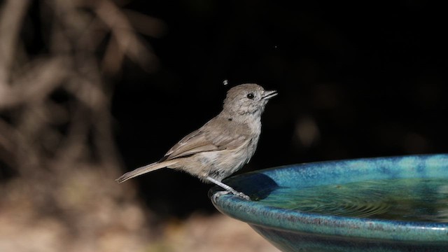 Oak Titmouse - ML604596101