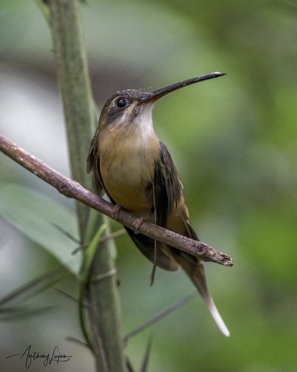 Koepcke's Hermit - ML604596431