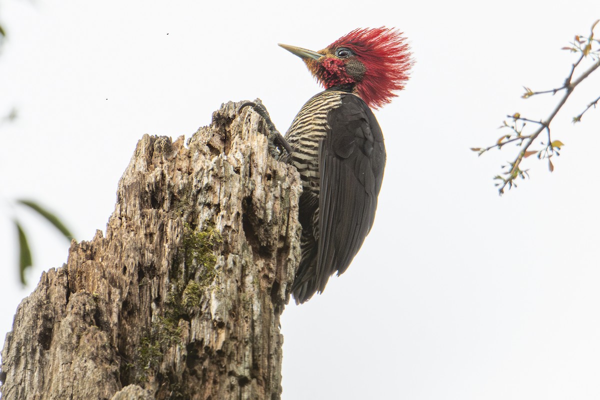 Helmeted Woodpecker - ML604596671