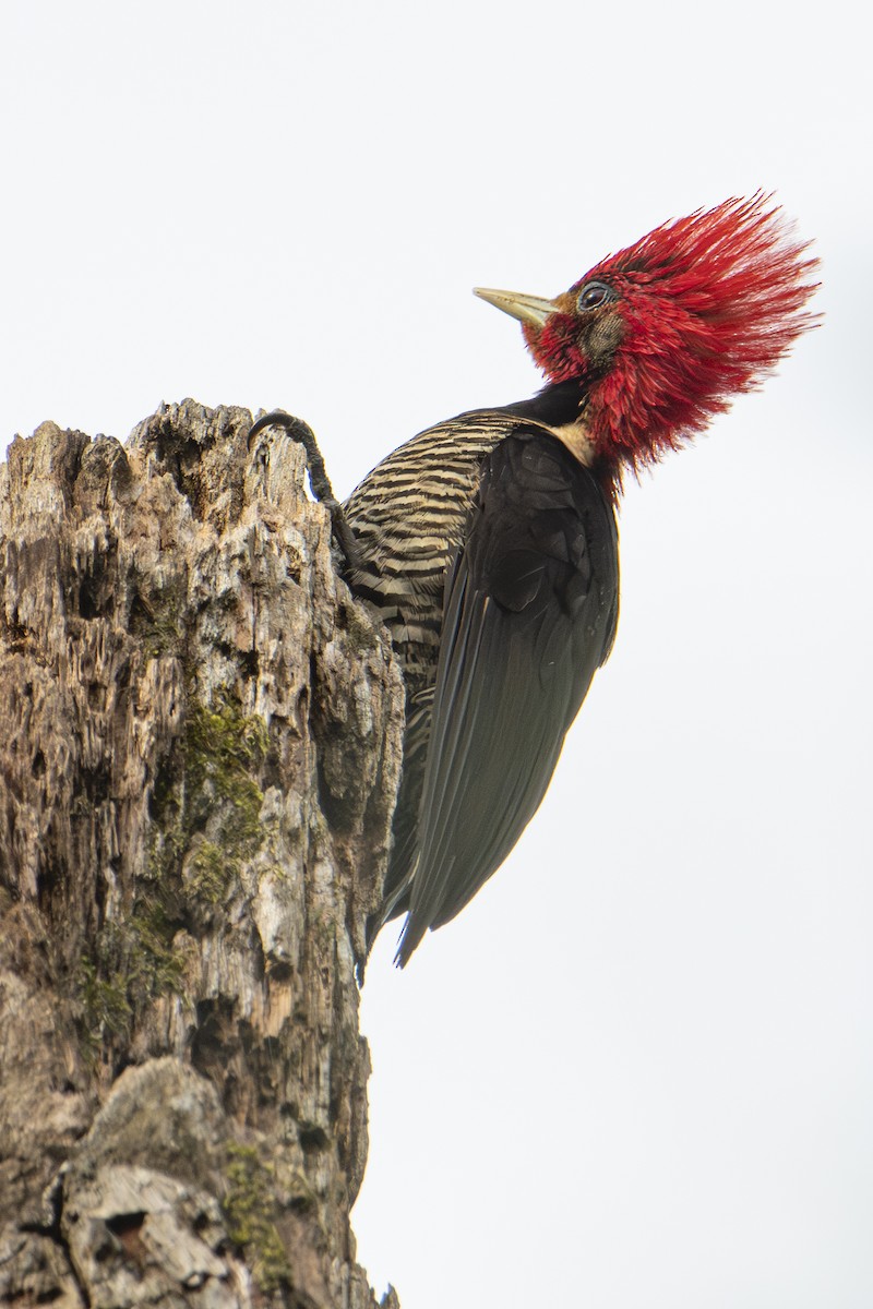 Helmeted Woodpecker - ML604596681