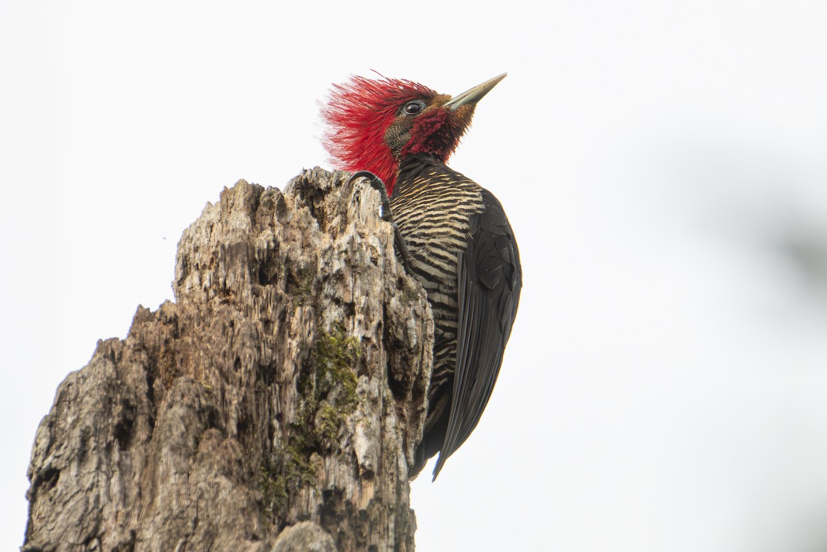 Helmeted Woodpecker - ML604596691