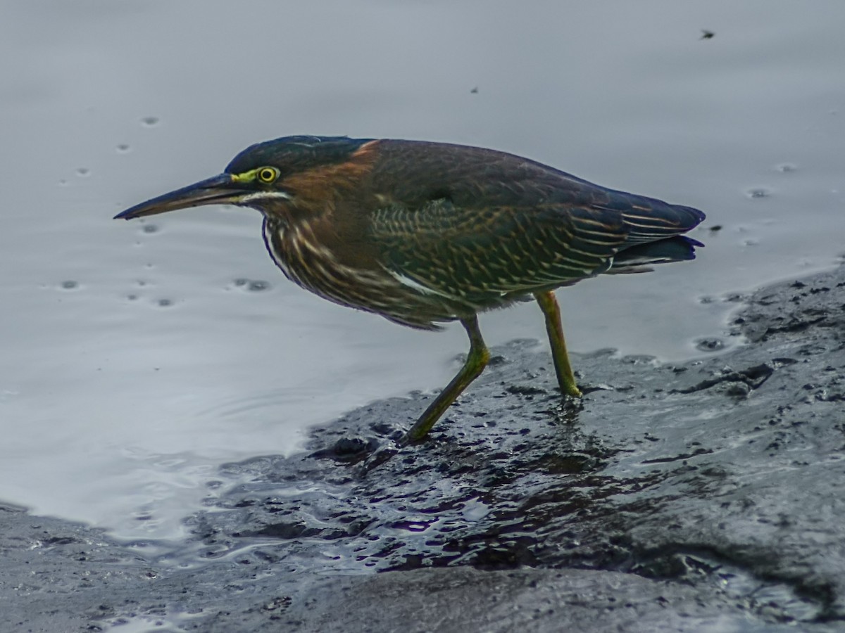 Green Heron - ML604596781