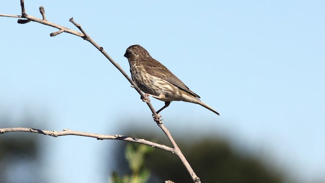 Purple Finch (Western) - ML604597441