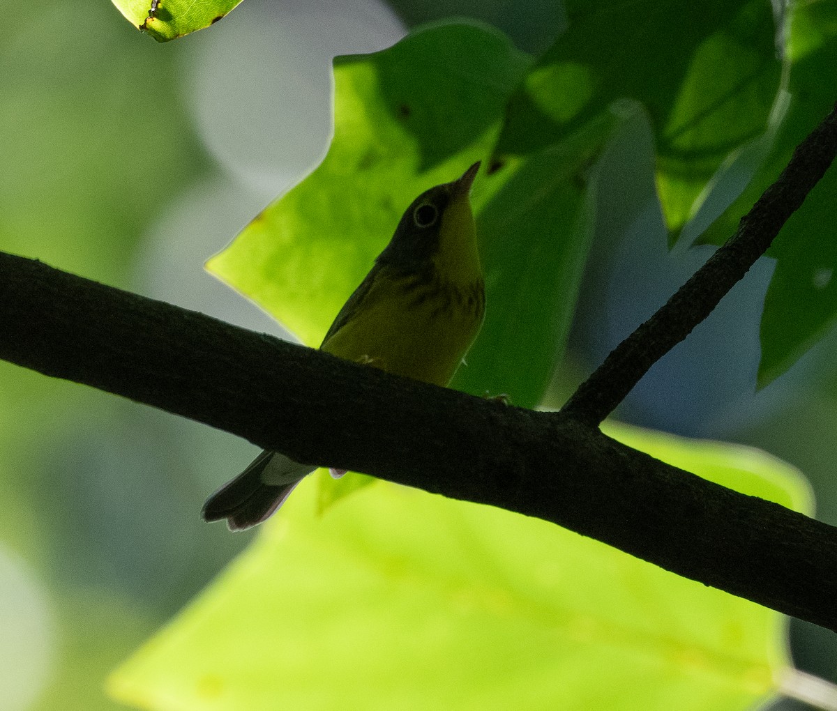 Paruline du Canada - ML604597451