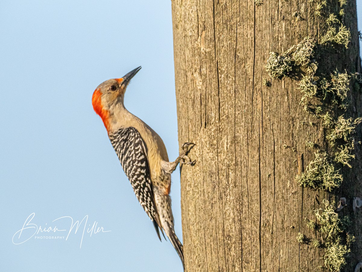 Red-bellied Woodpecker - ML604597581