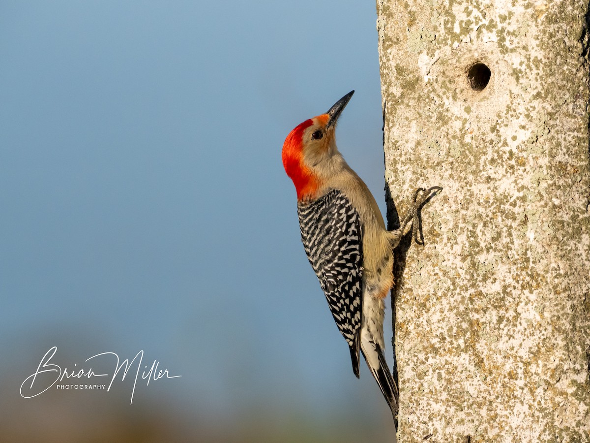 Red-bellied Woodpecker - ML604597591
