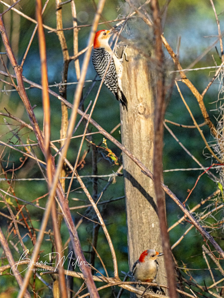 Red-bellied Woodpecker - ML604597601