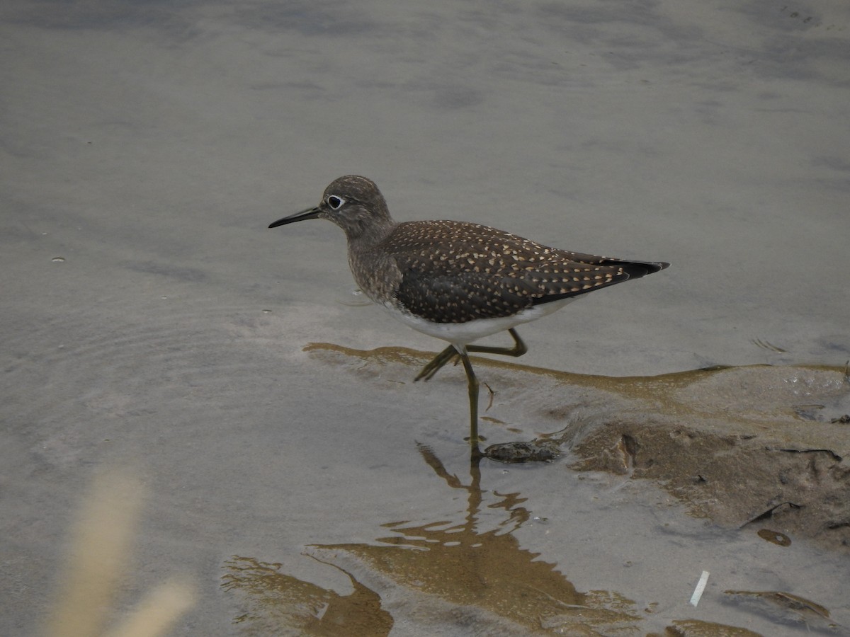 Solitary Sandpiper - ML604597661