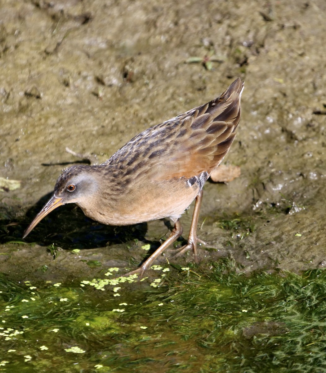 Virginia Rail - Bob D'Antonio