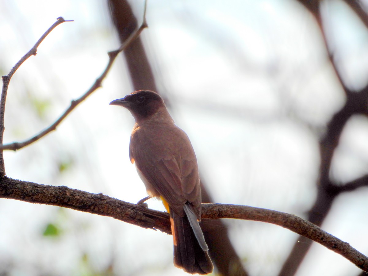 Common Bulbul (Dark-capped) - bob butler