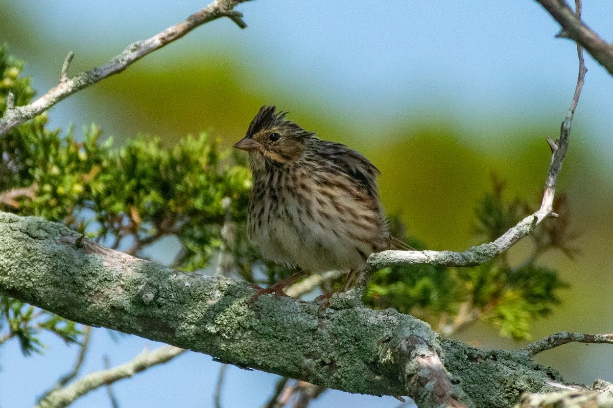 Savannah Sparrow - ML604598641