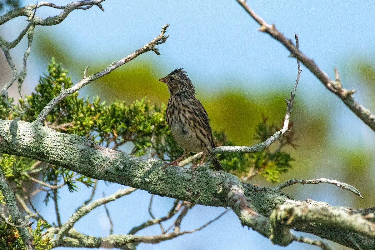 Savannah Sparrow - ML604598651