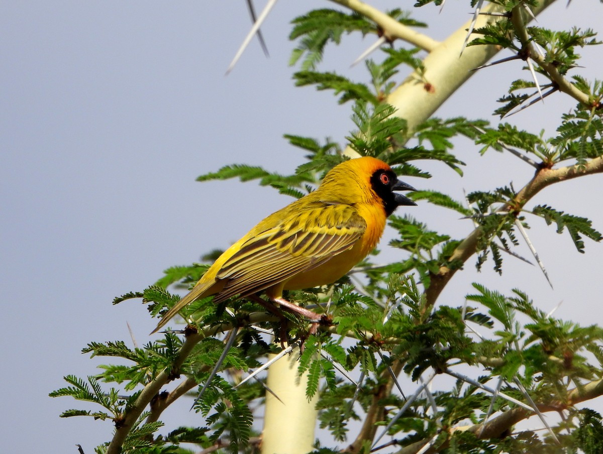 Southern Masked-Weaver - bob butler