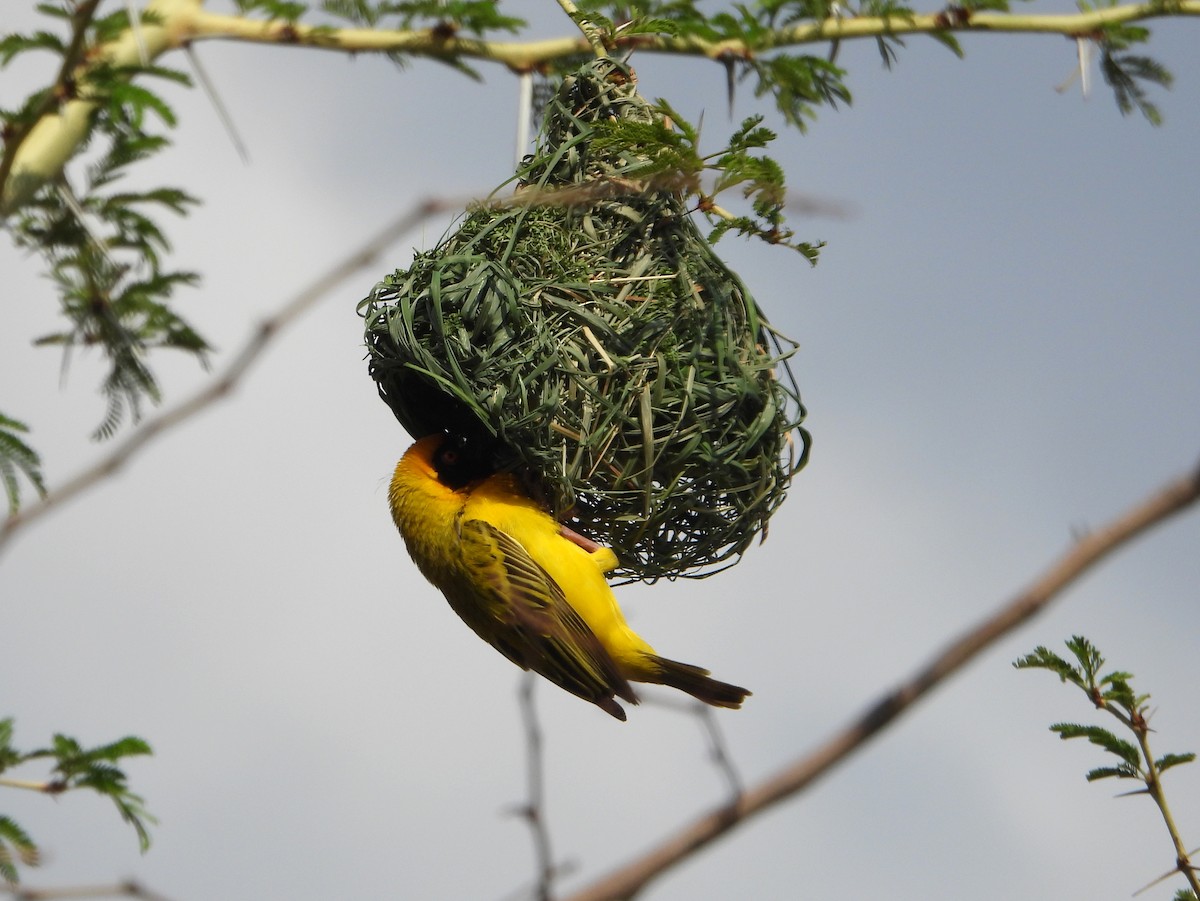 Southern Masked-Weaver - bob butler