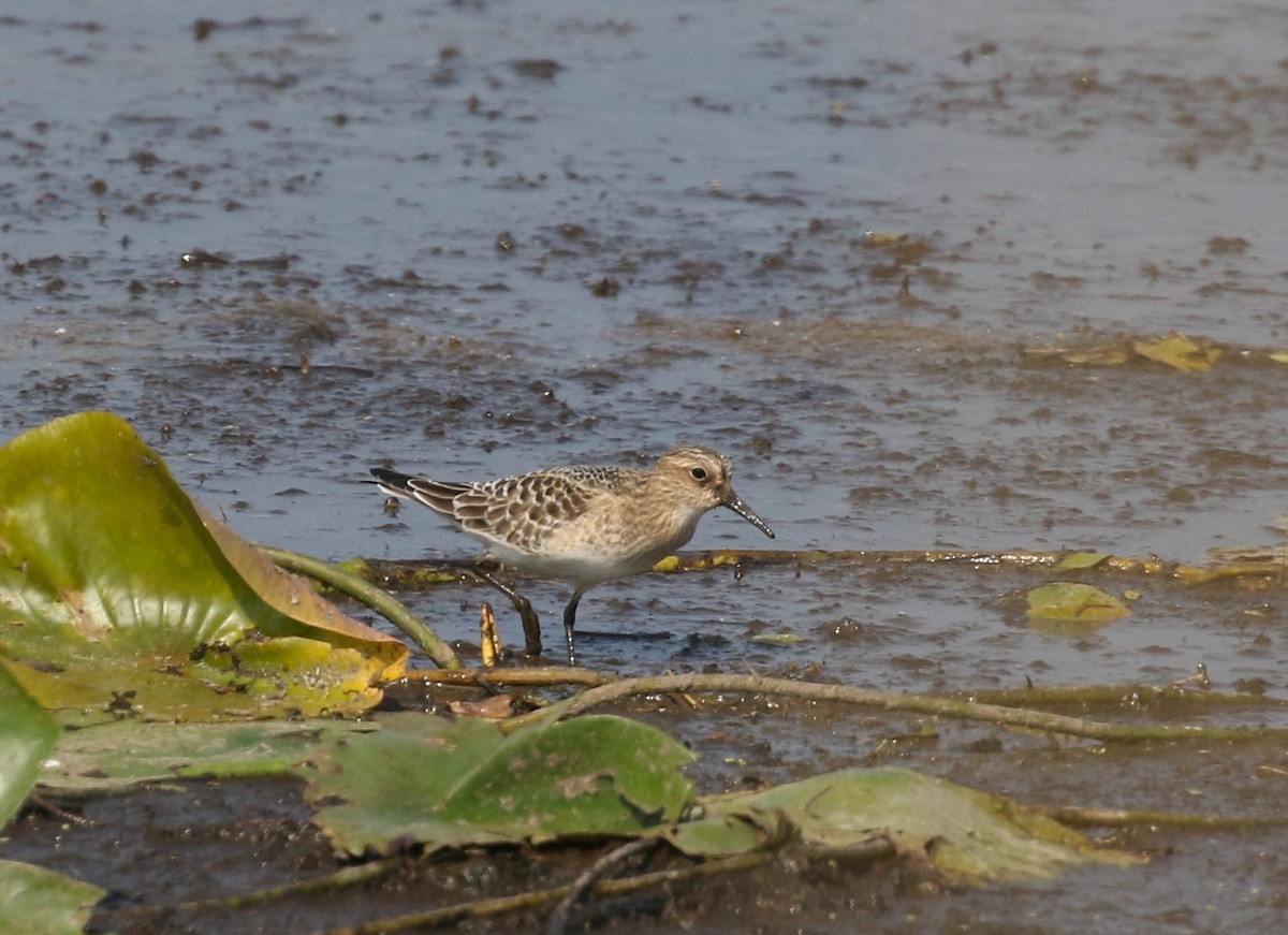 Baird's Sandpiper - ML604599321