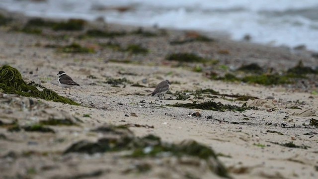 Siberian Sand-Plover - ML604599711