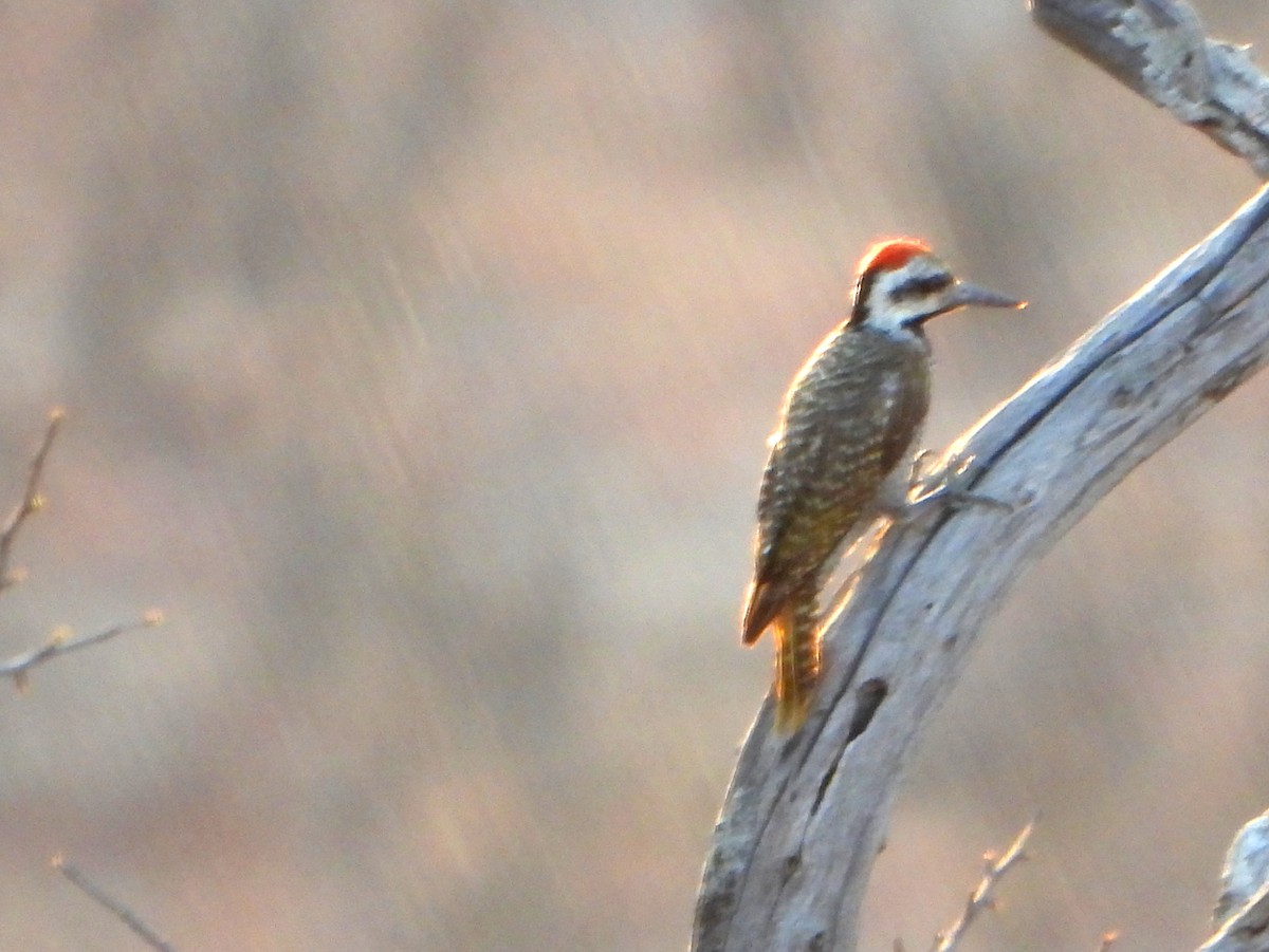 Bearded Woodpecker - bob butler