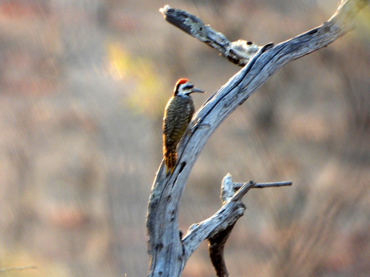 Bearded Woodpecker - bob butler