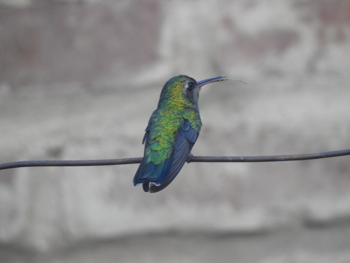 kolibřík lesklobřichý - ML604601031