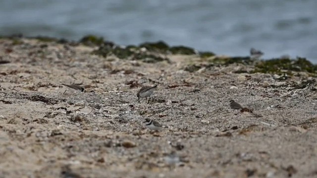 Siberian Sand-Plover - ML604601391