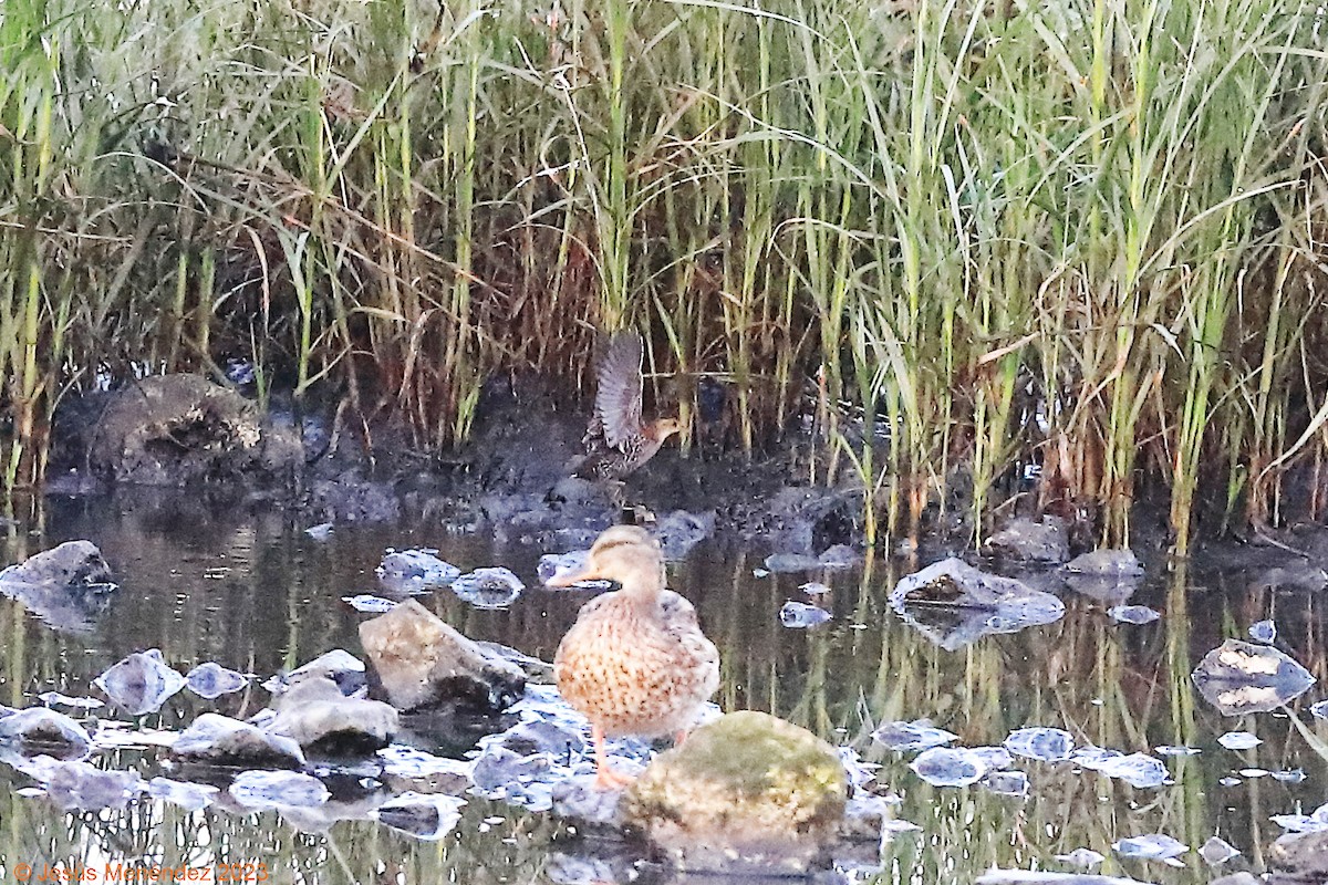 Baillon's Crake - ML604602131