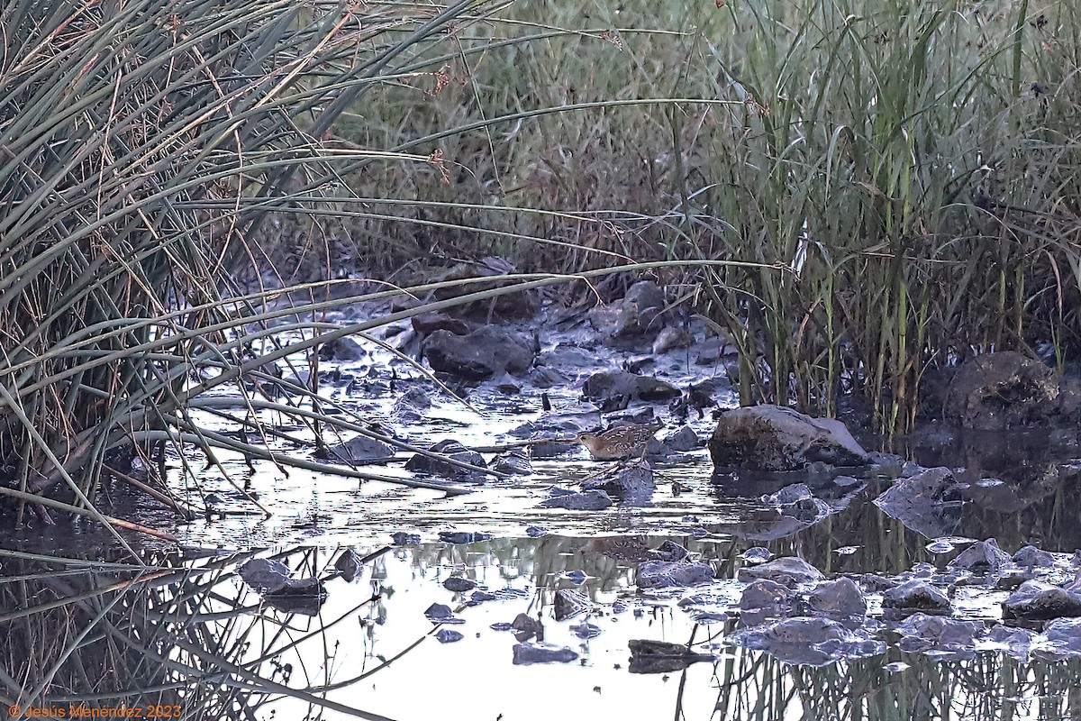 Baillon's Crake - ML604602141