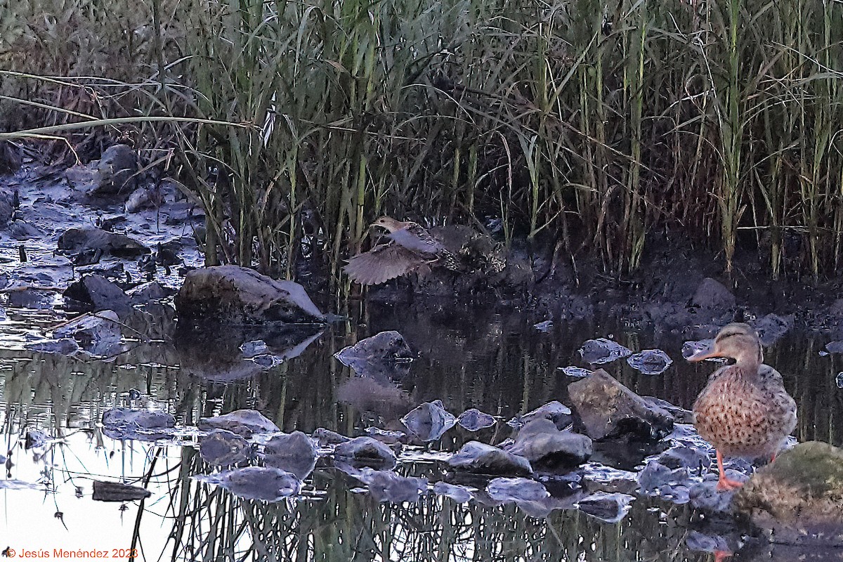 Baillon's Crake - ML604602151