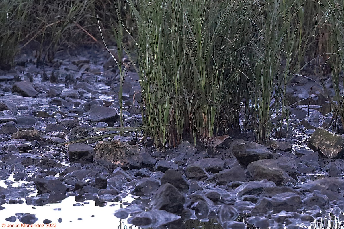 Baillon's Crake - ML604602161