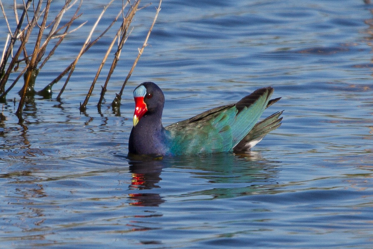 Purple Gallinule - Brad Dawson
