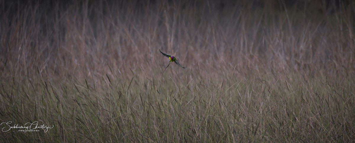 Plum-headed Parakeet - Subhamoy Chatterjee