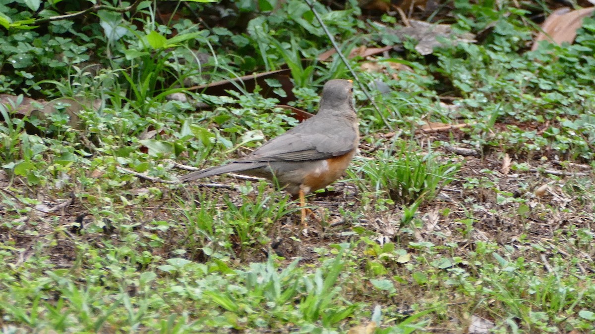 Kurrichane Thrush - ML604602921