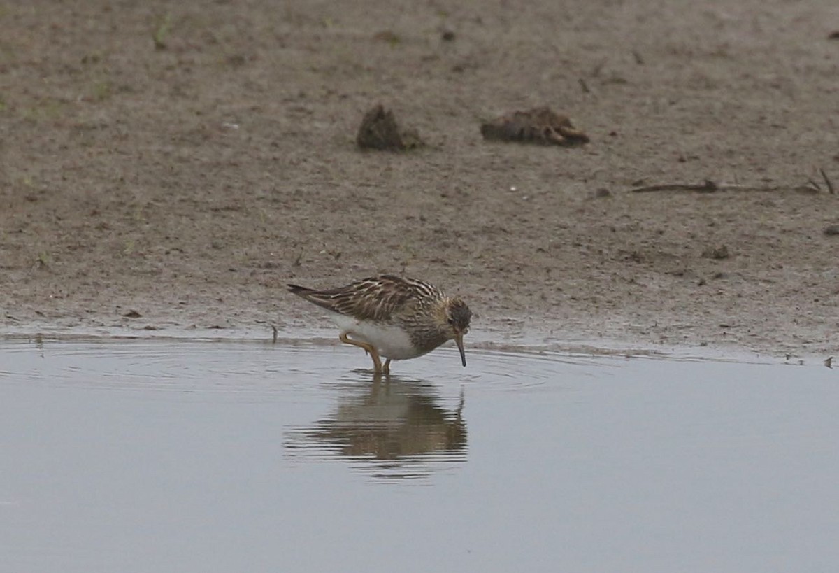 Pectoral Sandpiper - ML604603061