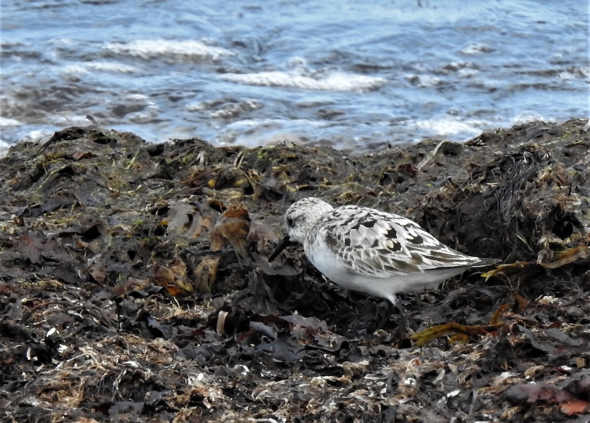 Sanderling - kirsten olsen