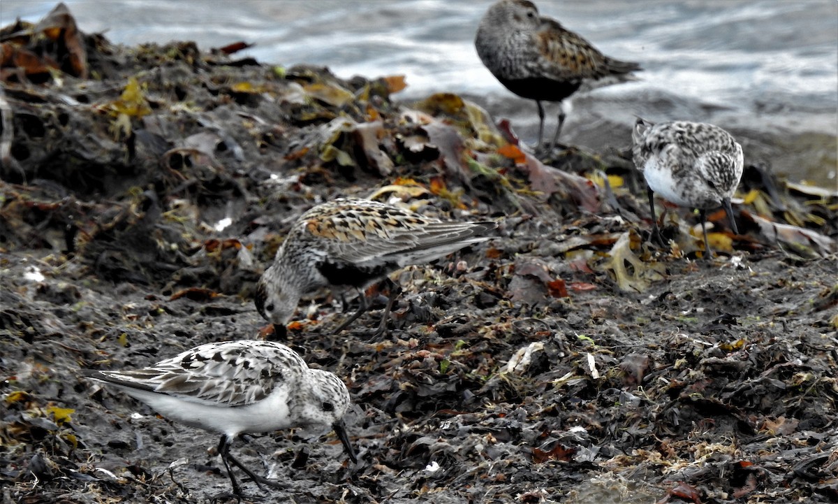 Dunlin - kirsten olsen