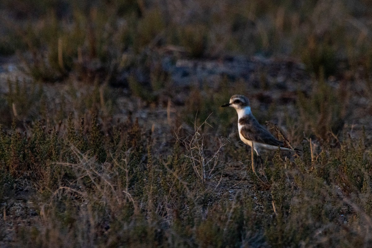 Kentish Plover - ML604603141