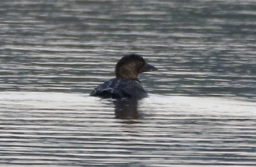 Musk Duck - ML60460321