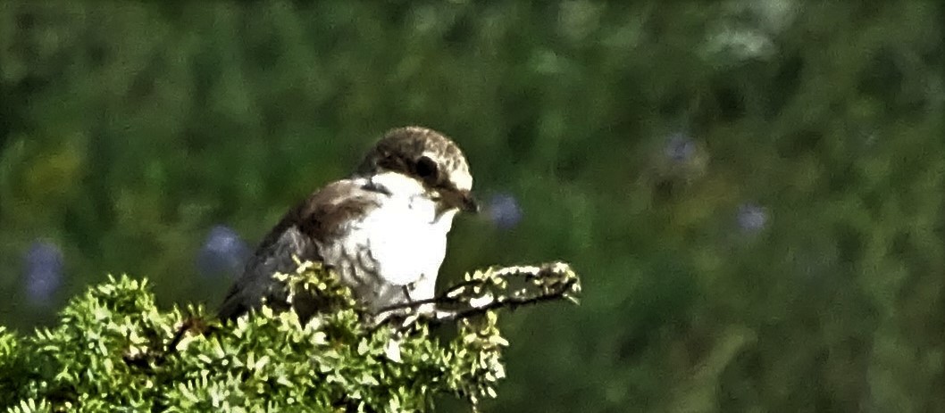 Red-backed Shrike - kirsten olsen