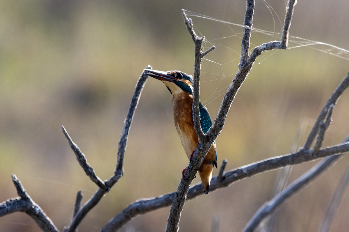 Common Kingfisher - ML604603311