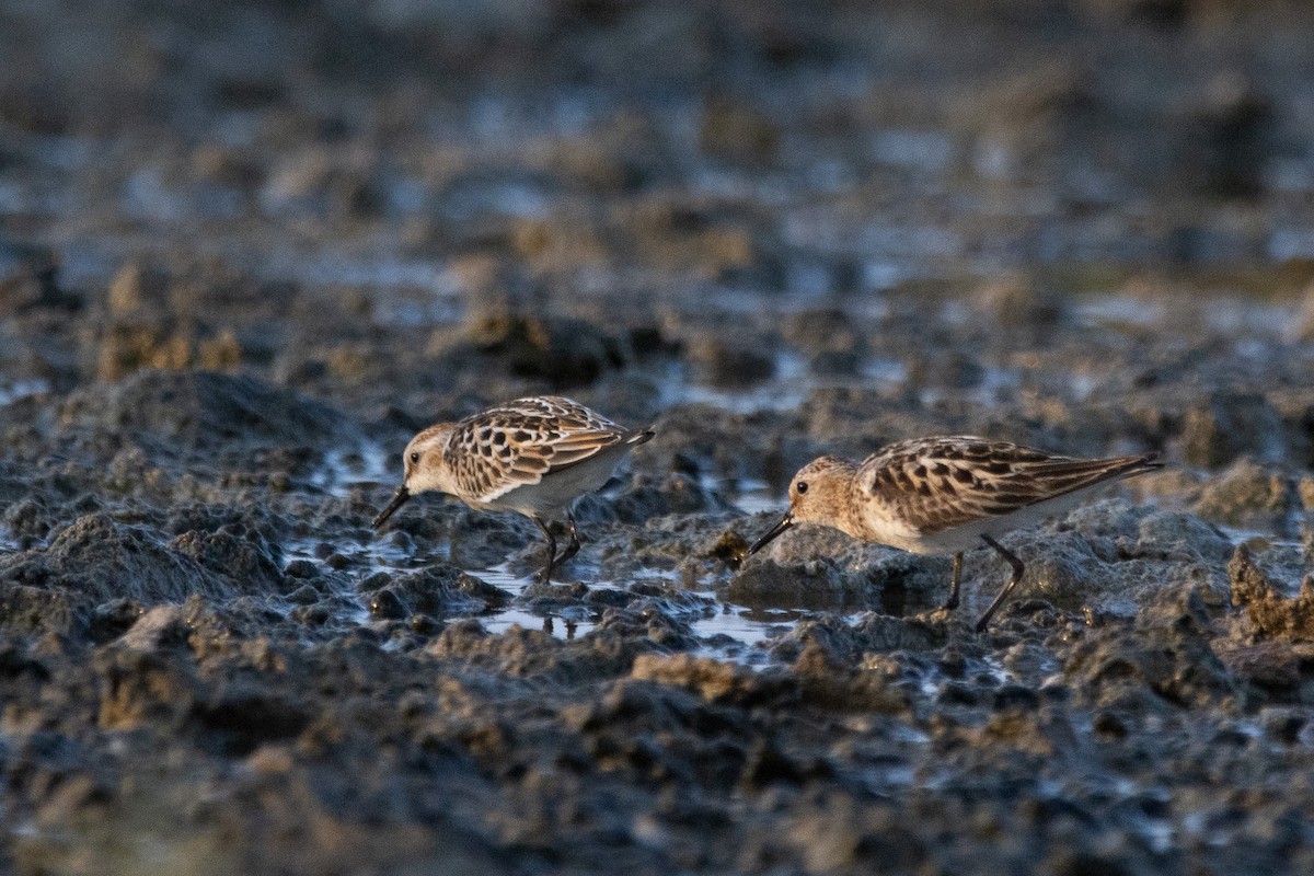 Little Stint - ML604603431