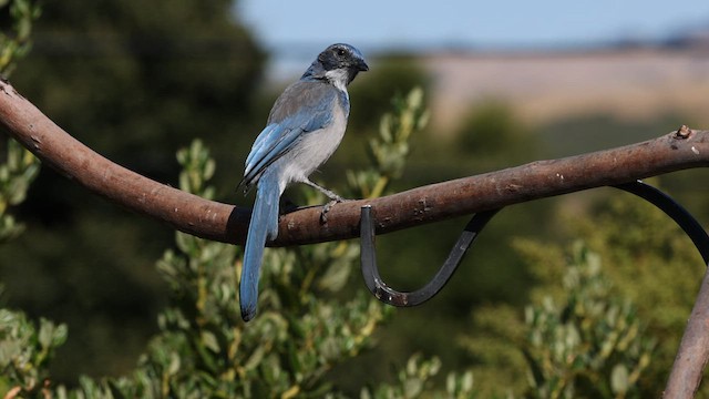 California Scrub-Jay - ML604603451