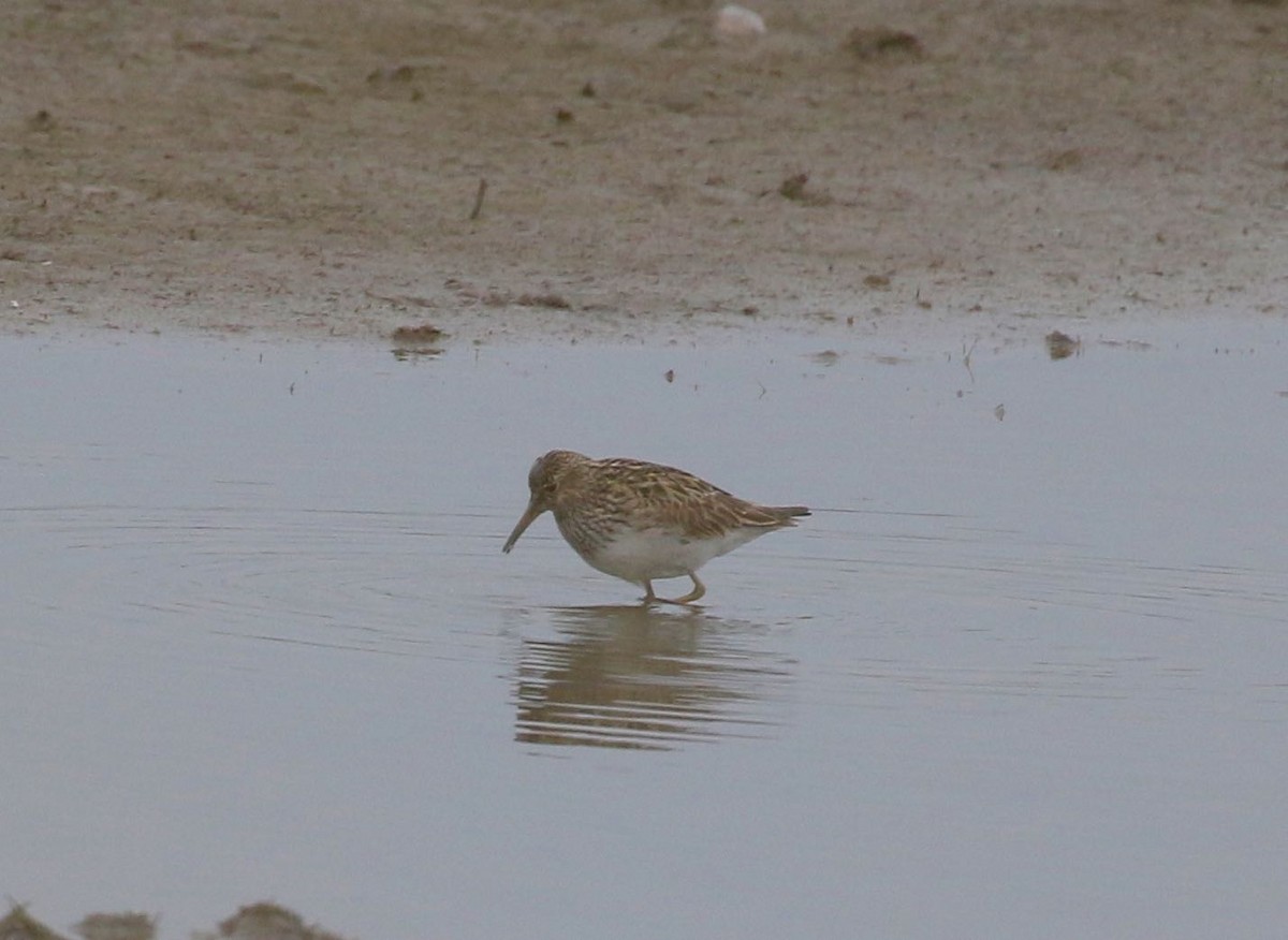 Pectoral Sandpiper - ML604603461