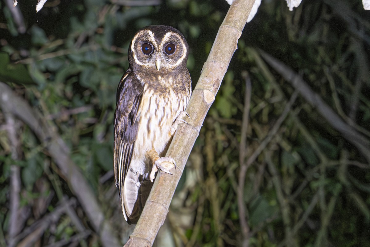 Mottled Owl - ML604603611