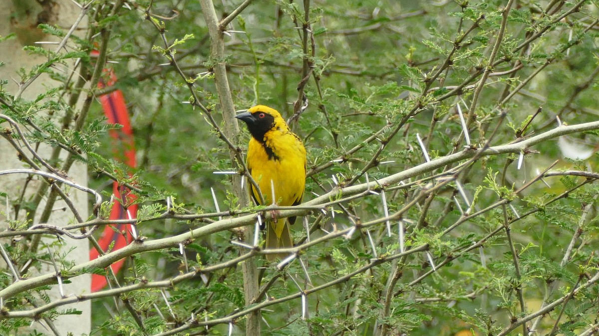 Village Weaver - Andrej Bibic