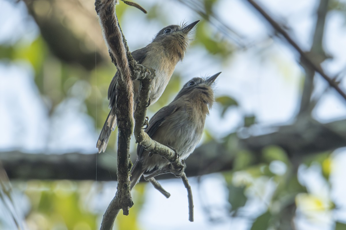 Zügelfaulvogel - ML604603961