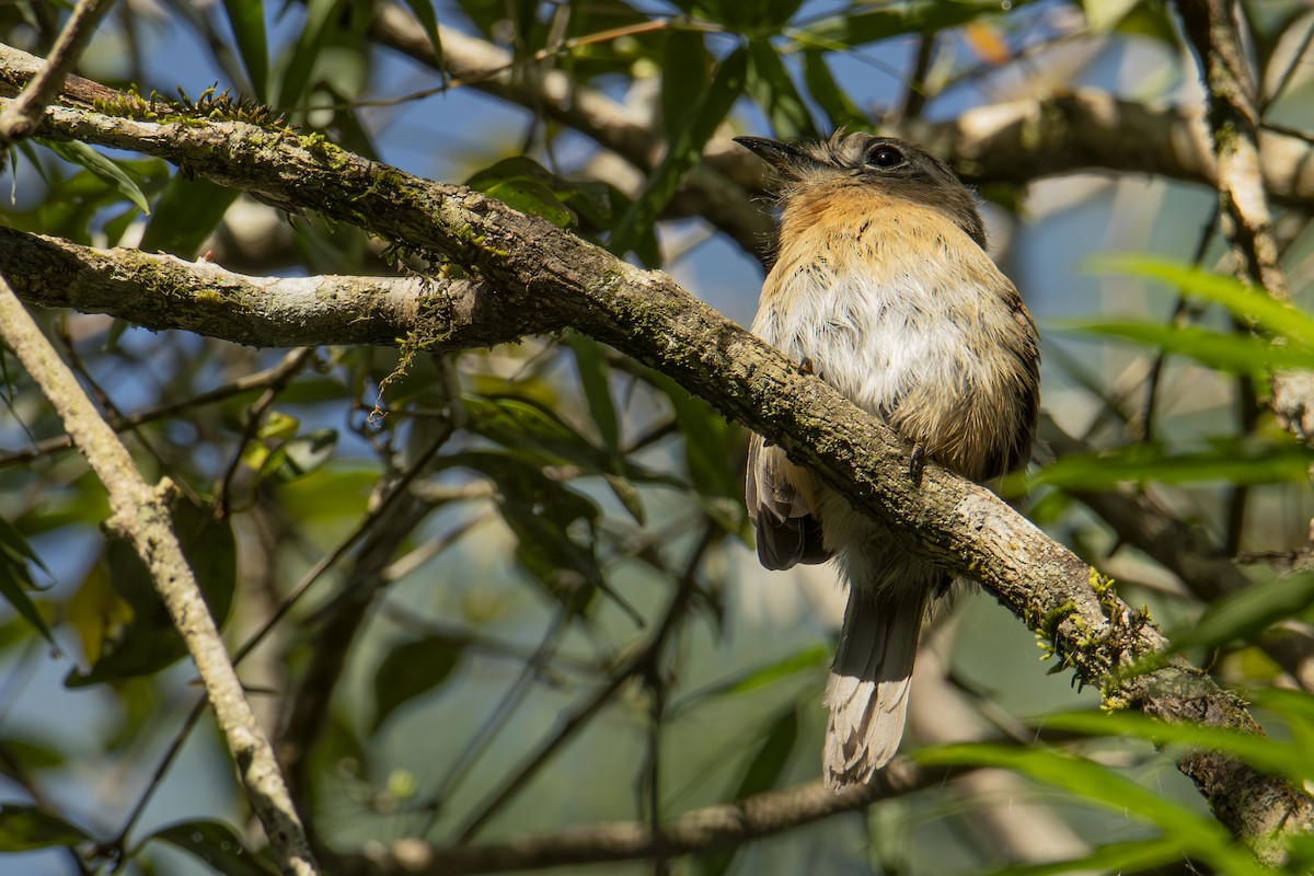 Rusty-breasted Nunlet - ML604603971