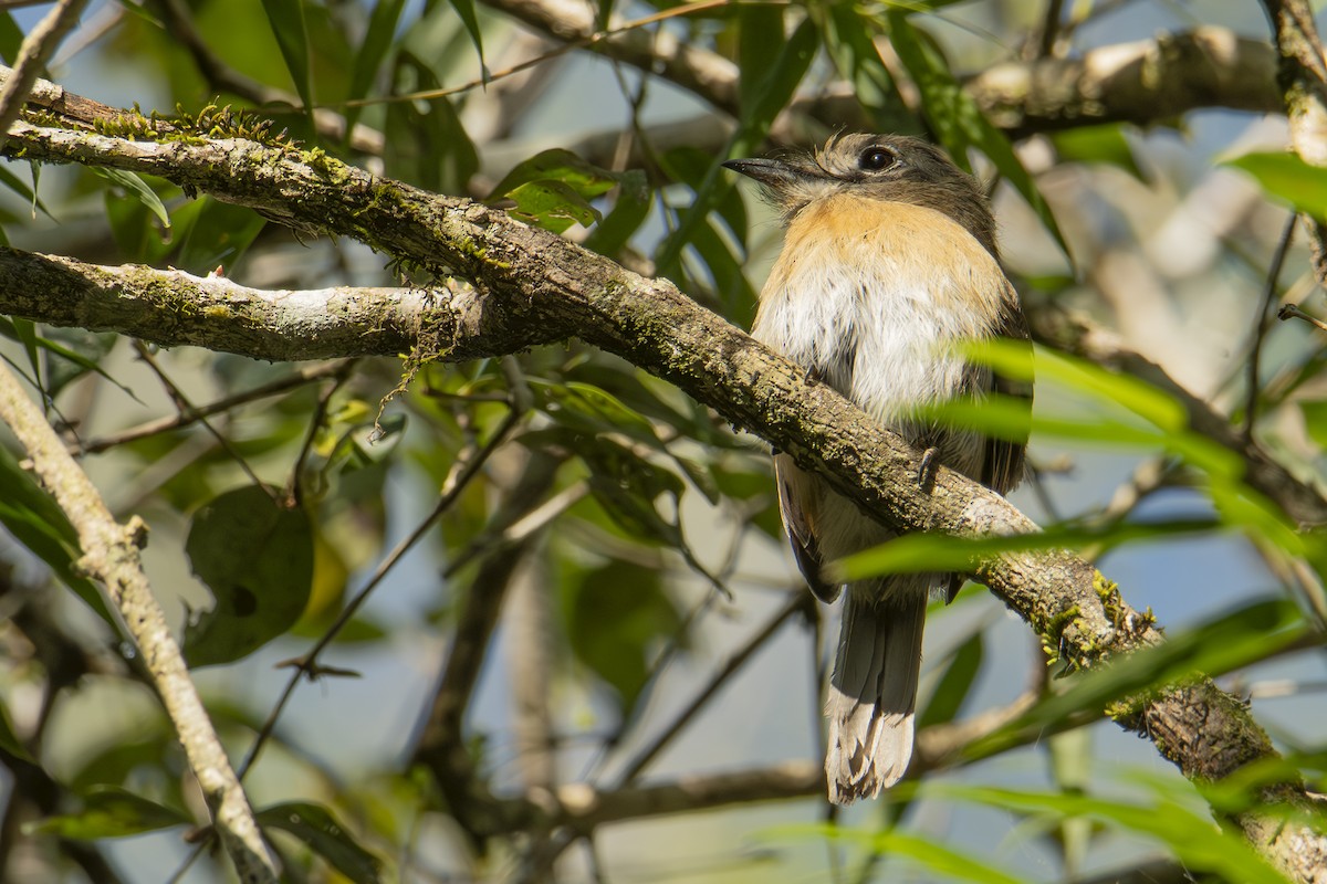 Zügelfaulvogel - ML604603981