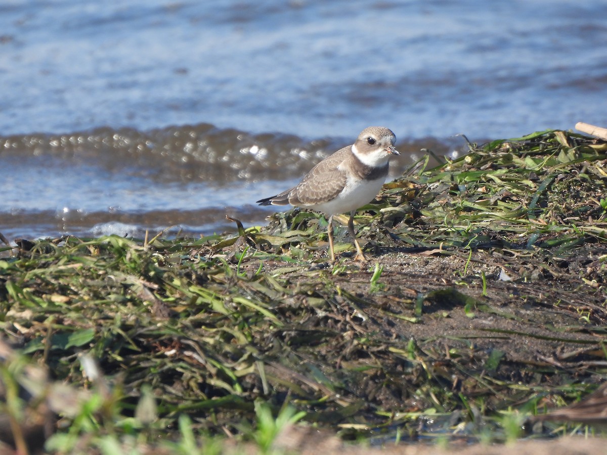 Semipalmated Plover - ML604604511